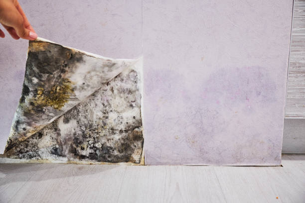Best Toxic Mold Removal  in Blytheville, AR